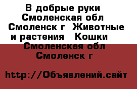 В добрые руки - Смоленская обл., Смоленск г. Животные и растения » Кошки   . Смоленская обл.,Смоленск г.